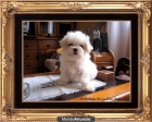 Cachorrito de Bichón Maltés - mejor precio | unprecio.es