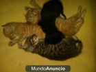 Gatitos en adopción - mejor precio | unprecio.es