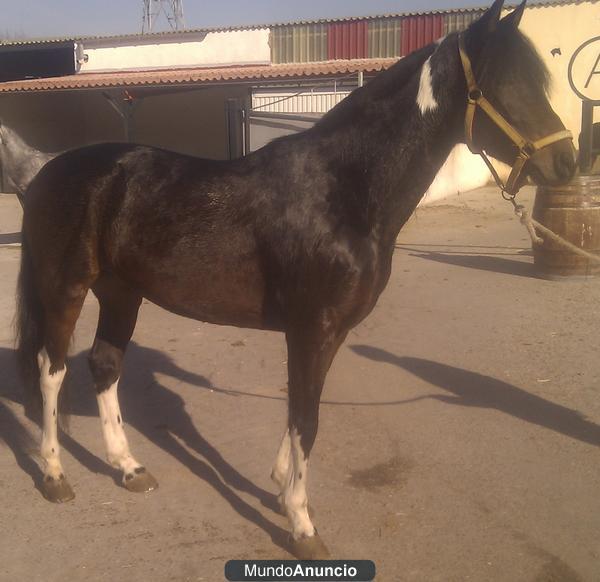 CABALLO CRUZADO DE LA GANADERIA DE CAPEA