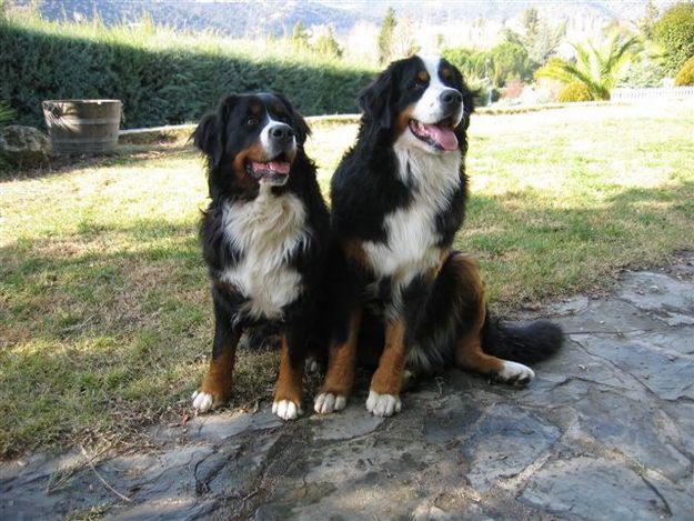 Cachorros Boyero de Berna