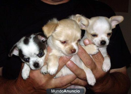 Cachorros de chihuahua disponibles