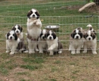 EXCELENTES CACHORROS DE SAN BERNARDO DE PELO LARGO - mejor precio | unprecio.es