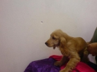 PERROS DE TAMAÑO PEQUEÑO Y MEDIANO Cocker, Bichón Frise, Jack Russell, Kyi Leo, Lhasa Apso, Scotisch Terrier, Westhiglan - mejor precio | unprecio.es