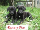 Rasca y Pica,dos cachorritos en busca de familia - mejor precio | unprecio.es