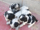 vendo cocker spaniel ruano - mejor precio | unprecio.es