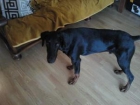 VENDO DOBERMAN PEDIGREE NEGRO FUEGO - mejor precio | unprecio.es