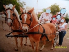 YEGUAS DE RAZA HAFLINGER MANSAS Y GUAPAS 600 52 52 92 - Toledo - mejor precio | unprecio.es