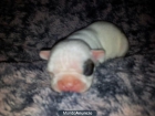 cachorros bulldog francés - mejor precio | unprecio.es