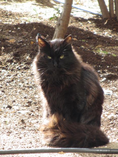 2 preciosos gatazos abandonados buscan casita