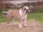 Bulldog ingles busca novieta - mejor precio | unprecio.es