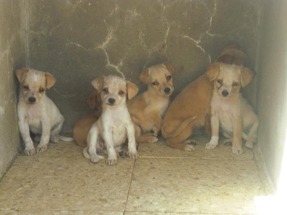 Cachorros tamaño pequeño en adopcion urgente