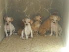 Cachorros tamaño pequeño en adopcion urgente - mejor precio | unprecio.es