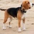 casi regalados cachorros de varias razas 50e - mejor precio | unprecio.es