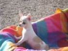chihuahua macho - mejor precio | unprecio.es