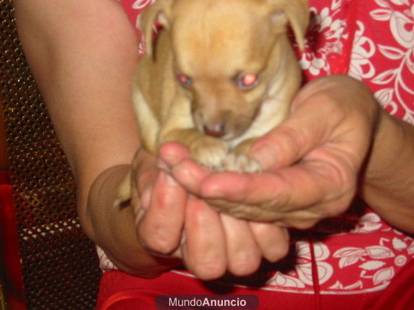 Chihuahuas son los de la fotografia,pequeños .