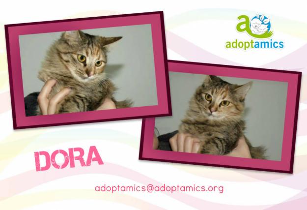 Dora, preciosa gatita de pelo semilargo