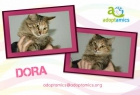 Dora, preciosa gatita de pelo semilargo - mejor precio | unprecio.es