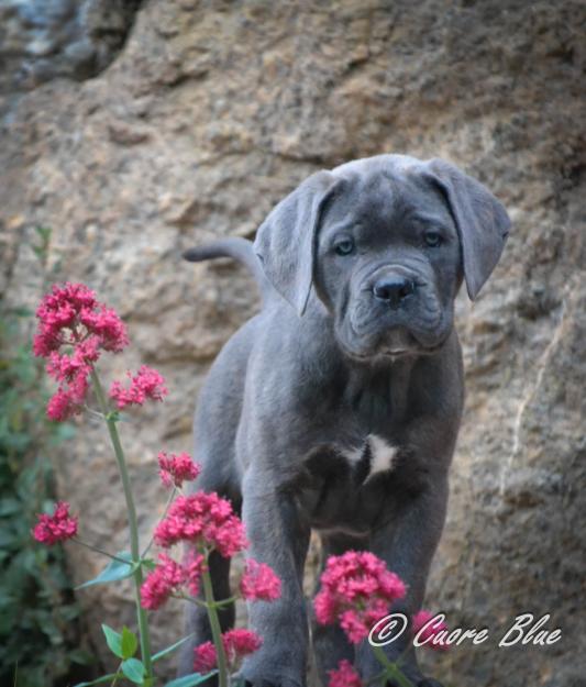 Excelente camada de Cane Corso en España