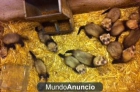 huron macho y hembra - mejor precio | unprecio.es