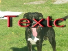rregalo perrito - mejor precio | unprecio.es