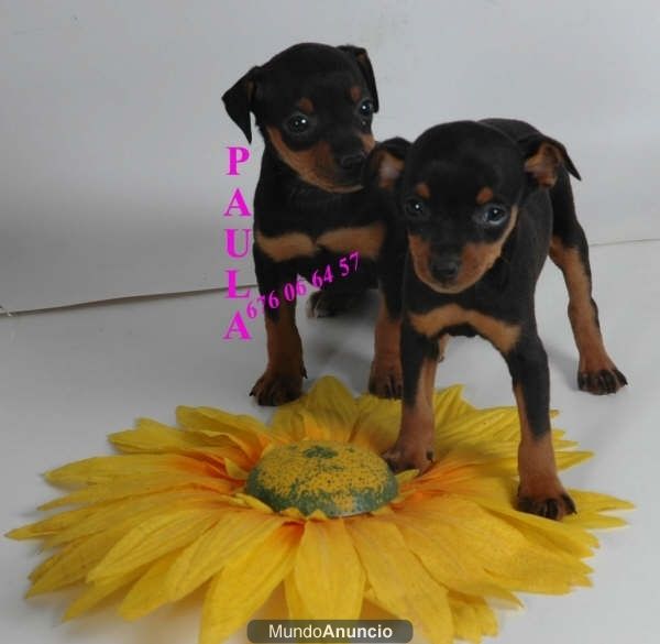 Se vende camada de Mini pincher ¡5 años de garantia!