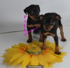 Se vende camada de Mini pincher ¡5 años de garantia! - mejor precio | unprecio.es