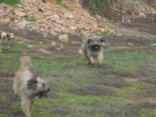 venta de cachorros de gos d´atura o pastor catalan