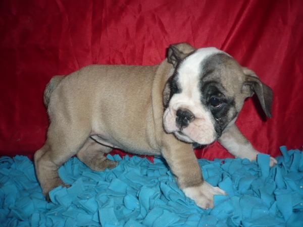 BULL DOG INGLES muy especiales