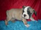 BULL DOG INGLES muy especiales - mejor precio | unprecio.es