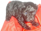 Cachorrito caniche Mini - mejor precio | unprecio.es