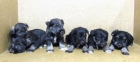 CACHORROS SCHNAUZER MINIATURA , 290 € ( PEDIGREE + 15 €) - mejor precio | unprecio.es