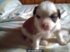 Camada de Golden con spaniel - mejor precio | unprecio.es