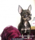 CHIHUAHUAS EN VENTA, MONISIMOS PERRITOS - mejor precio | unprecio.es