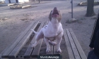 PITTBULL MUY BUENA CALIDAD 150Eu - mejor precio | unprecio.es
