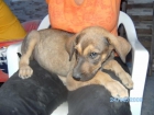 Regalo cachorro hembra - mejor precio | unprecio.es