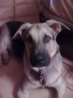 regalo perro - mejor precio | unprecio.es