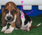 Tu Basset hound pideselo a papa Noel - mejor precio | unprecio.es