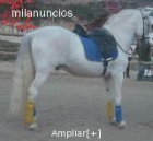 VENDO P.R.E. CABALLO SEMENTAL TORDO - mejor precio | unprecio.es