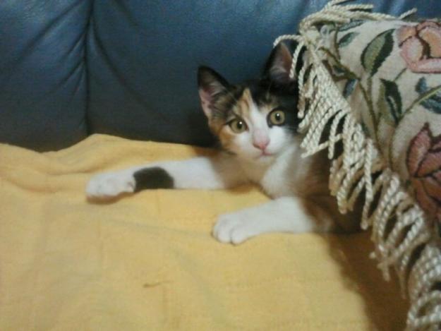 gatita en adopción