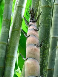 Semillas de Bambú Gigante
