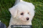 Bichon elegante de casas nuevas - mejor precio | unprecio.es