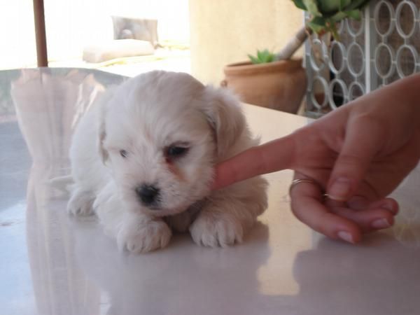 cachorros maltes pedigree nacional