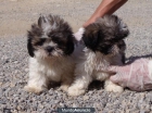 Camada Shih Tzu 250€ - mejor precio | unprecio.es