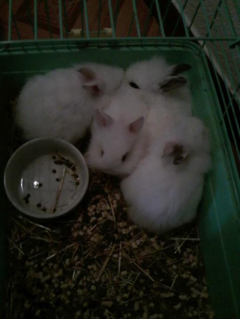 conejitos enanos de angora