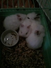 conejitos enanos de angora - mejor precio | unprecio.es