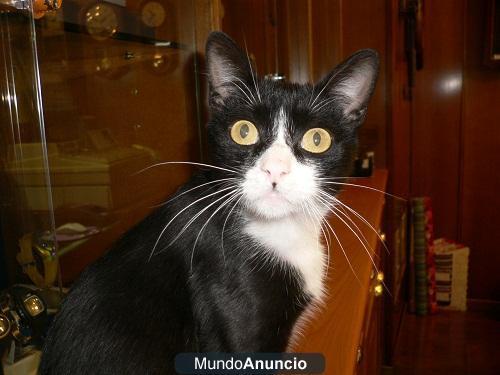 El gato Ricky Desesperado (+ Inmuno) - Segovia