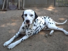 macho de dalmata busca novia - mejor precio | unprecio.es