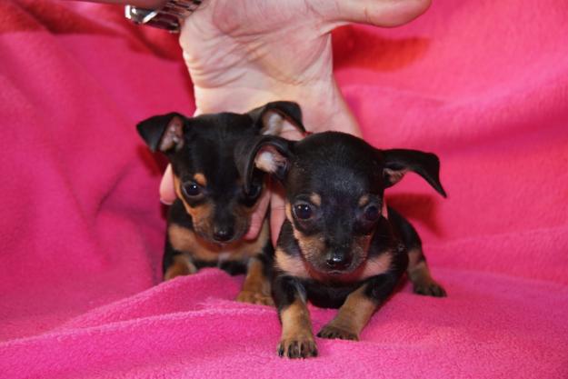 Pinscher Toy Malaga