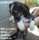 SE REGALAN - 9 CACHORROS DE 2 MESES - MARAVILLOSOS - - mejor precio | unprecio.es