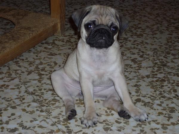 SE VENDE CARLINO